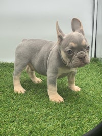 a french bulldog puppy standing on grass in a cage