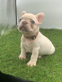 a white french bulldog puppy sitting on the grass
