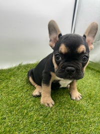 a black and tan french bulldog puppy sitting on grass