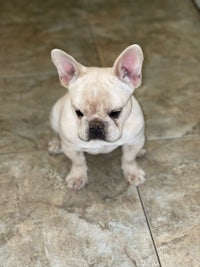 a small french bulldog puppy sitting on a tile floor