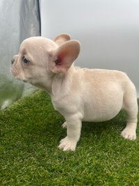 a small white french bulldog puppy standing on grass