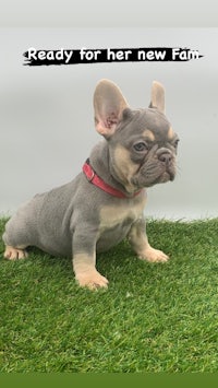 a french bulldog puppy sitting on grass with the text ready for her new family