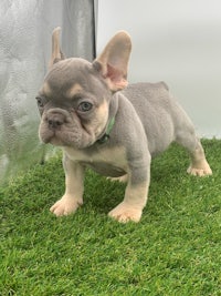 a small grey french bulldog puppy standing on grass