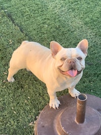 a white french bulldog standing next to a metal bucket