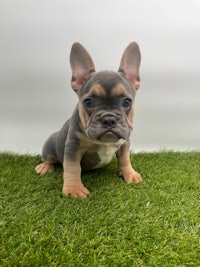 a small french bulldog puppy sitting on a green grass