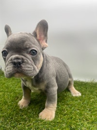 a small grey french bulldog puppy standing on grass